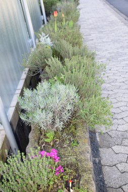 Güzel botanik fotoğrafı, doğal duvar kağıdı.