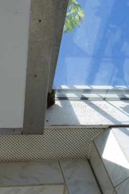 Cam çatının altında arı kovanı