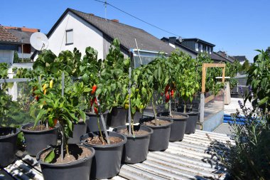 Sıcak biber bitkileriyle dolu bir çatı bahçesi.