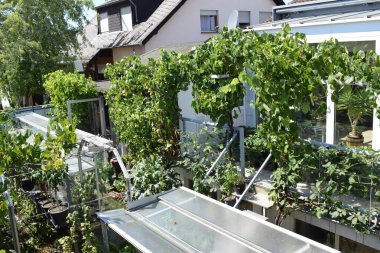 Bahçedeki sarmaşık kemeri