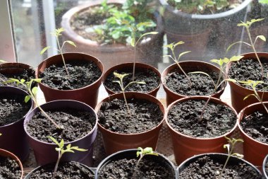 Pencere kenarındaki saksılarda fidanlar