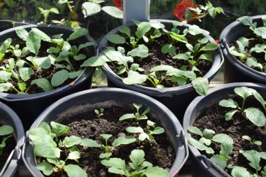 Siyah kovalarda fidanlar yetişiyor.