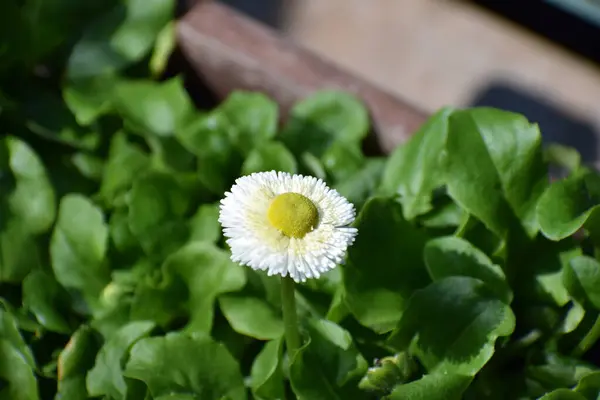 stock image beautiful daisy flowers in the garden