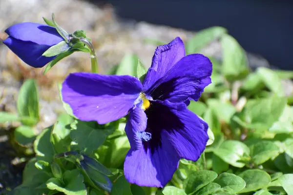 stock image beautiful black and blue pansy