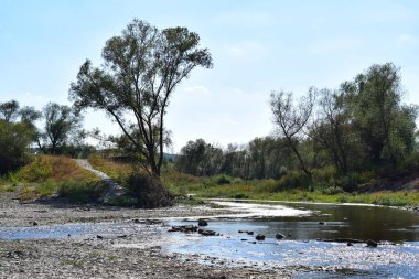 Ormandaki güzel nehir