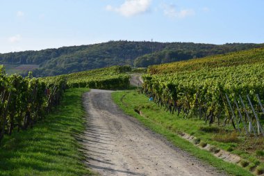 Ahr vadisindeki üzüm bağları, selden bir yıl önce.