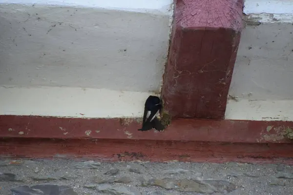 Stock image swift building a nest at the house