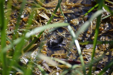 Bataklık suyunda karakurbağası.