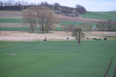 Vadide bir grup su bufalosu olan bir tarla manzarası