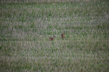Yeşil tarlada iki geyiğin güzel bir fotoğrafı.