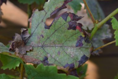 Sonbaharda üzüm yapraklarının kapanışı