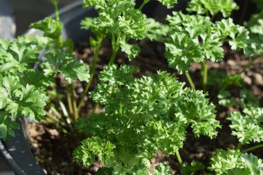 bahçede yeşil maydanoz