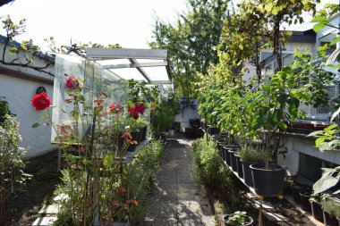 Bahçe çömlek ve kırmızı biber