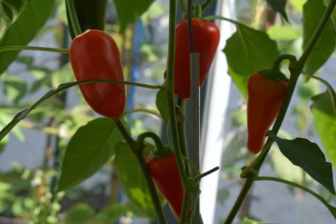 Bitkinin üstünde kırmızı kırmızı kırmızı biber