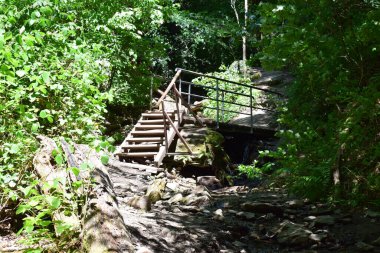 stairs in forest with green plants clipart