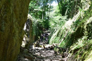 Güzel bir orman kanyonu manzarası