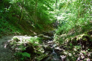 Ormanda güzel bir şelale