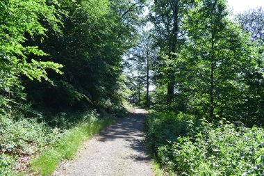 Ormana giden yol.