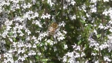 Bal arısı kekik çiçeğinin üstünde