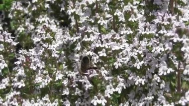 Bal arısı kekik çiçeğinin üstünde