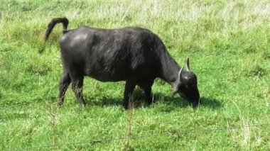 Bufalo otların tadını çıkarıyor.