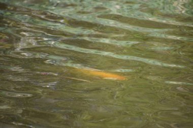 Göldeki koi balığı..