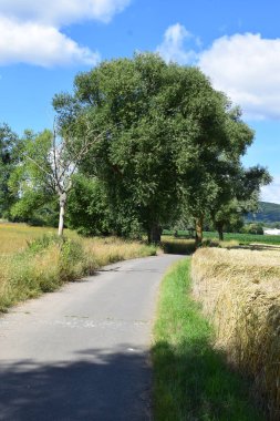 Yol boyunca güzel bir ağaç görüntüsü.