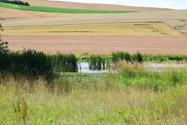 Bataklık gölü tahıl tarlalarıyla çevrili.