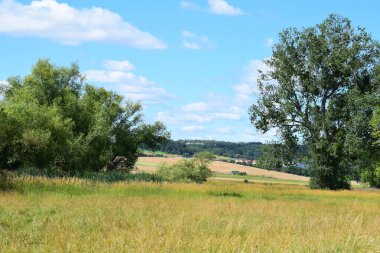 # Bataklıkta yaz zamanı #