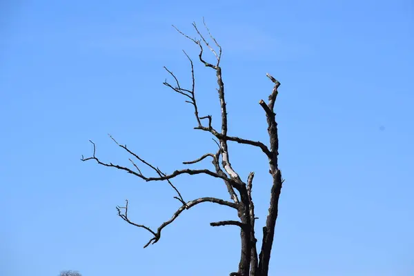 Doğada ölü ağaç dalları, bitki örtüsü
