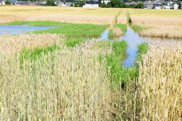 Stock image a field during the flood