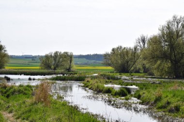 Nehir ve bataklık gölleri olan bir manzara.