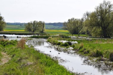 Yeşil ağaçlı nehir manzarası
