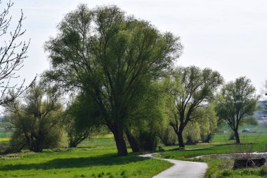 rural avenue in spring clipart