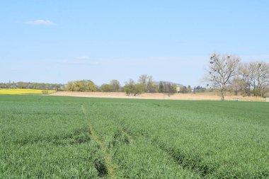Yeşil buğday tarlası