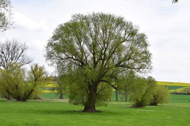 İlkbahar manzarası Ağaçlar ve çiçekler