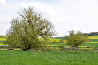 Bataklıkta ilkbahar