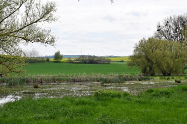 Bataklığın güzel manzarası