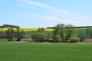 İlkbahar manzarası Ağaçlar ve mavi gökyüzü