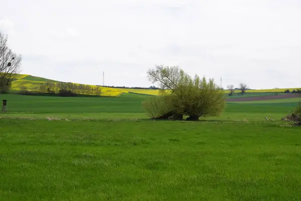 stock image field of spring trees and blue sky