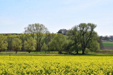 bahar tarlaları ve sarı çiçekli ağaçlar