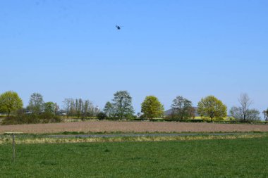Kırsaldaki bir ağaçla çayırdaki büyük bir kuş.