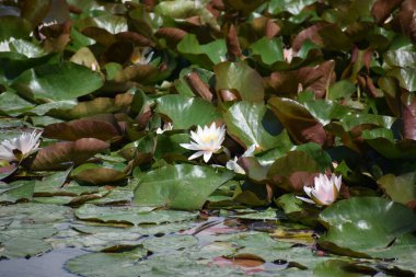 Havuzdaki zambakların güzel çiçekleri, Flora