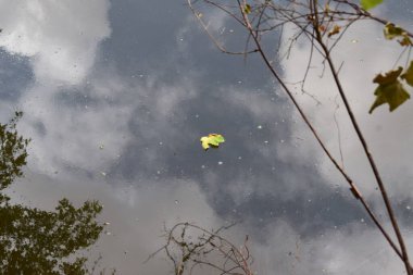 floating leaf in a river clipart