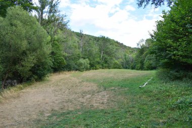 Ağaçları ve bulutlu gökyüzü olan bir ormanda yol..