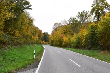 Ormanda sonbahar yolu