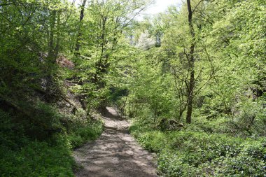 Ormanın güzel manzarası