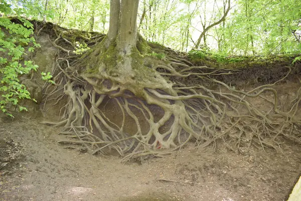 Ormandaki ağaç kökleri