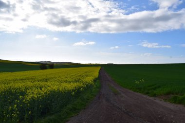 Güzel bir yeşil buğday tarlası ve sarı bir tarla.