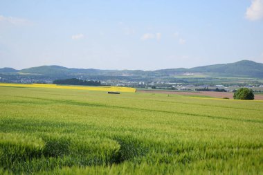Baharda yeşil buğday tarlası